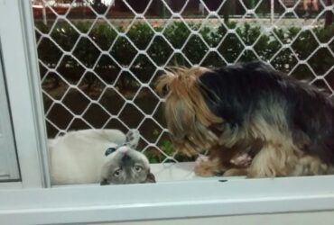 Telas de proteção para gatos preço