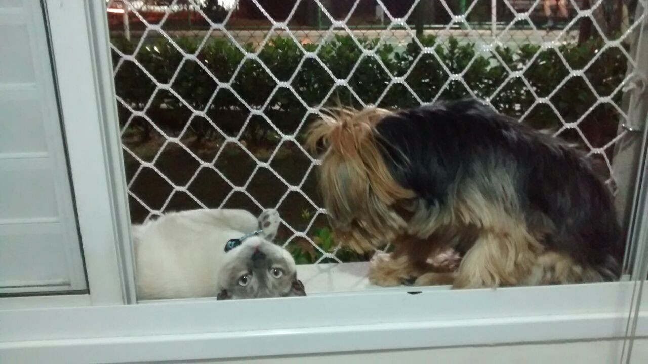 Telas de proteção para gatos preço